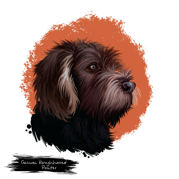 ilustrações, clipart, desenhos animados e ícones de alemão roughhaired pointer cão raça ilustração de arte digital isolada em branco. retrato popular de cachorrinho com texto. retrato fofo desenhado à mão de animal de estimação. design de arte de clipe gráfico. - pointer stick illustrations