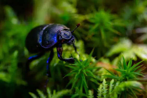 Beetle walking on the green moss