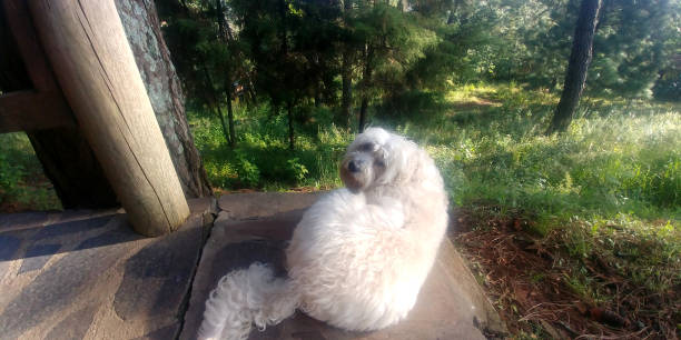 istock dog breed Labradoodle walks through the woods 1252486752