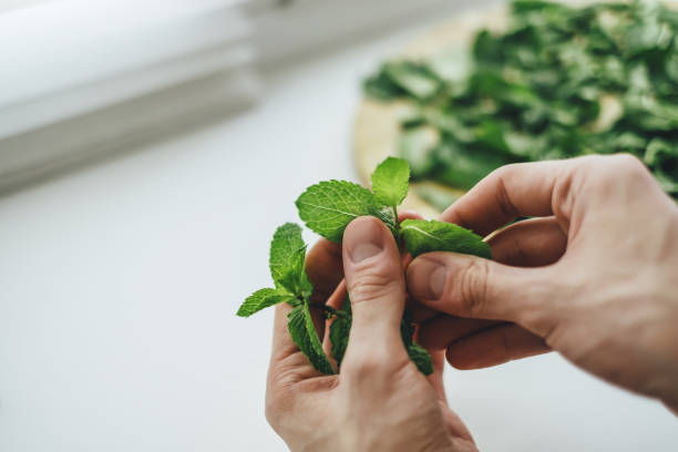 istock Fresh green mint sprigs closeup in male hands. 1252486813