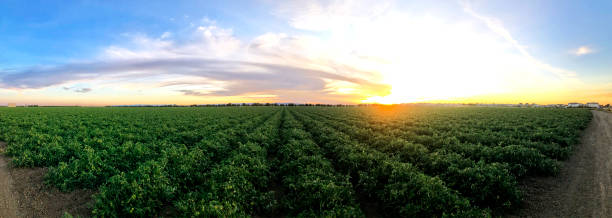 agriculture tomato farm in zentralkalifornien - northern california fotos stock-fotos und bilder