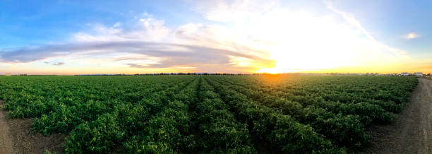 istock Agriculture Tomato Farm in Central California 1252486826