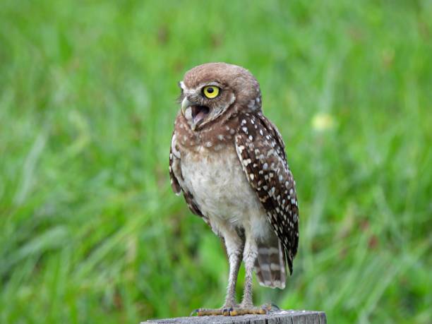 istock Burrowing Owl (Athene cunicularia) standing on a wood post with mouth open 1252486963