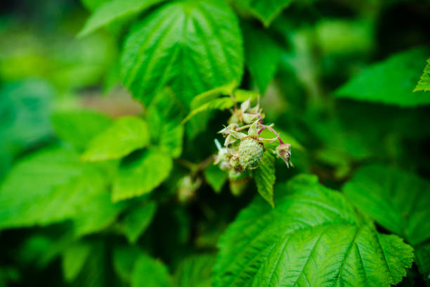 Raspberry bush with unripe berries in the garden. Selective focus.