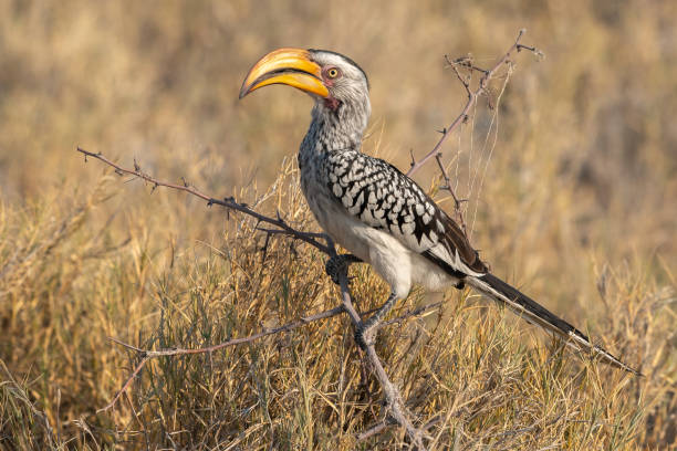 istock Southern Yellow-Billed Hornbill perching on a bush branch. 1252490402