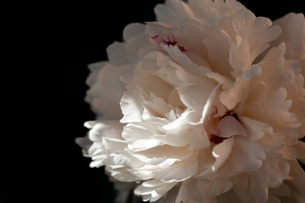 istock Beautiful white peony flower. Dark-toned 1252491353