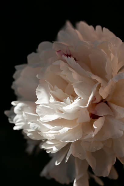 istock Beautiful white peony flower. Dark-toned 1252491359