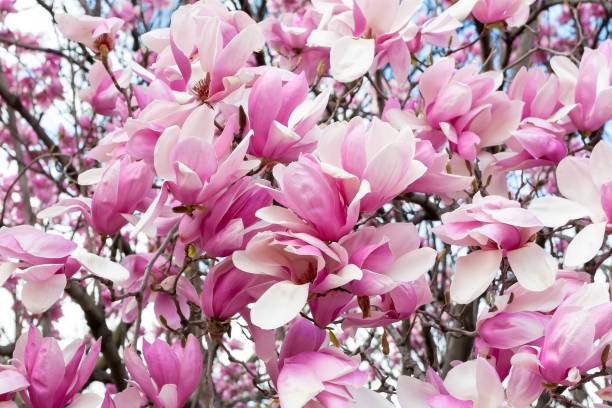 istock Pink Saucer Magnolia blooms in Washington DC 1252491401