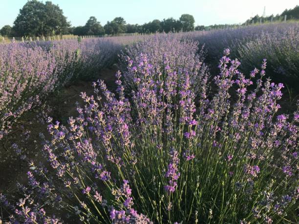 istock Lavender flowers farm at the sunset 1252493030