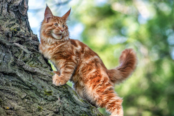 istock A big maine coon kitten sitting on a tree. 1252493097