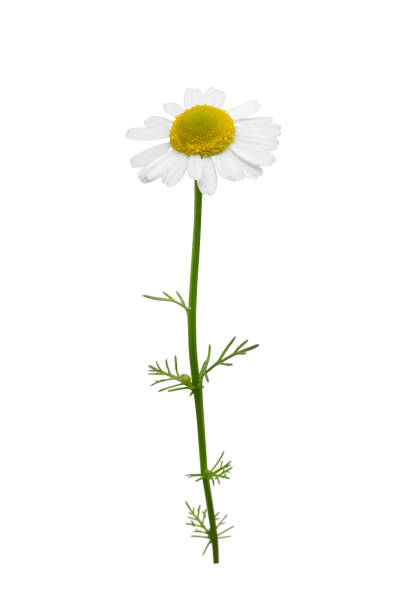 istock Flower of chamomile isolated 1252495348
