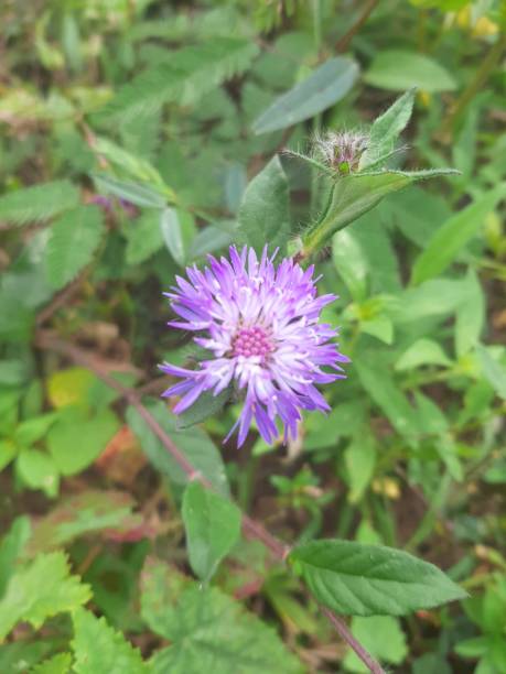 istock Purple Flower 1252495386