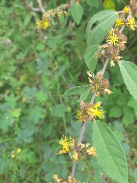 istock Yellow wild flowers . 1252495449