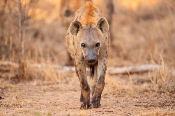 istock Hyena with sunrise at the den 1252496532