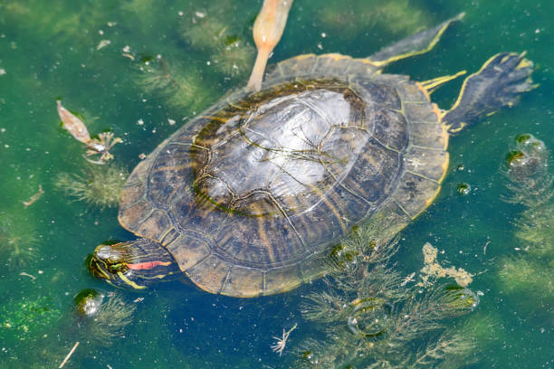 la tortue de fleuve nage dans le lac - hawksbill turtle photos et images de collection