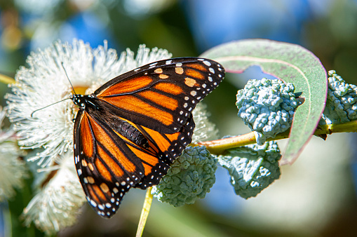 Monarch butterflies (Danaus plexippus) resting on a tree branches in their winter nesting area.\n\nTaken in Santa Cruz, California, USA