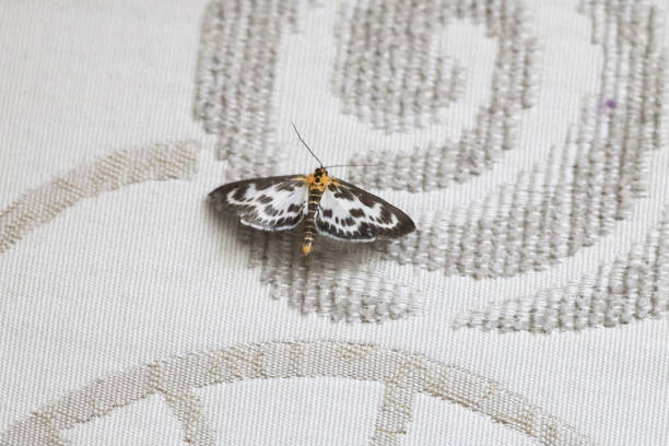 Anania hortulata. One small magpie moth rests on an upholstered chair seat in southwestern British Columbia.