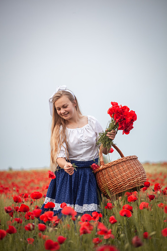 Pretty young blonde girl in blue long skirt standing in poppy field and picking up poppy flowers.