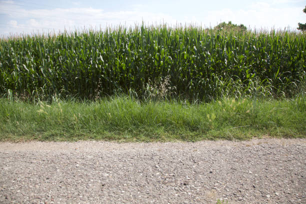 Path next to a maize field in the countryside