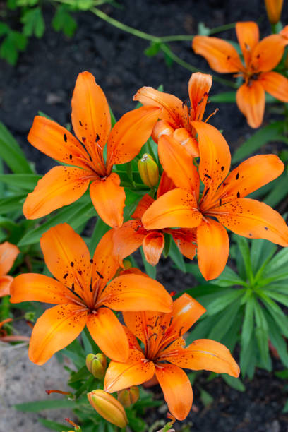 fermez la vue vers le haut des beaux lis asiatiques oranges dans un jardin extérieur. - lily lily family temperate flower asiatic lily photos et images de collection