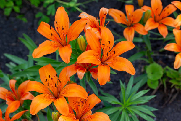 fermez la vue vers le haut des beaux lis asiatiques oranges dans un jardin extérieur. - lily lily family temperate flower asiatic lily photos et images de collection