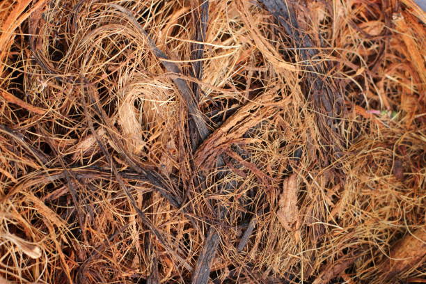 istock Coconut fibres in close look and chaotic pattern 1252502777