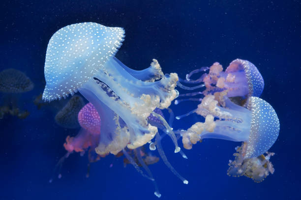 istock Many colored and white jellyfish in blue water. 1252503405