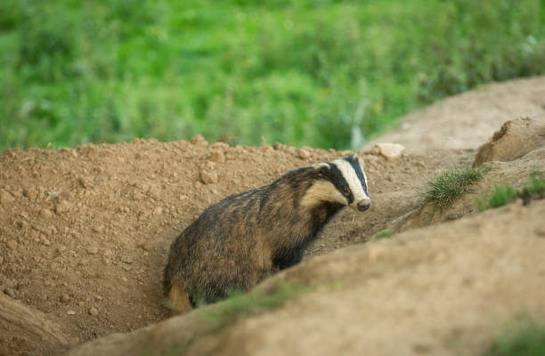 istock Badger emerging from a badger sett in mid-summer when the nights are still light. 1252505165