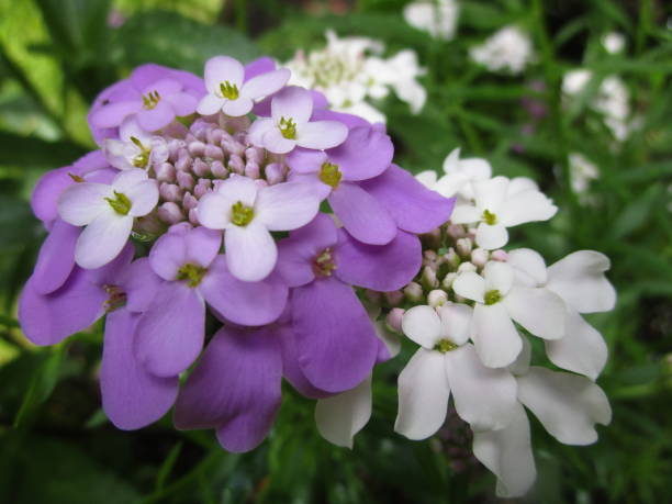 istock Bright Purple White Candytuft Flowers in Bloom 1252505222
