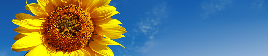 A DSLR close-up photo of a beautiful sunflower. Blue sky background with light clouds. Space for copy