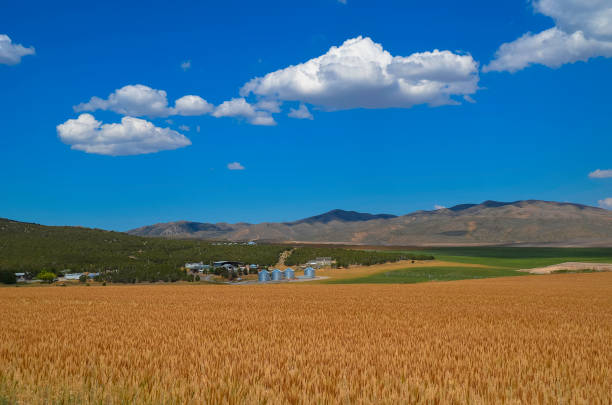 istock Wheat farm in western USA 1252517936
