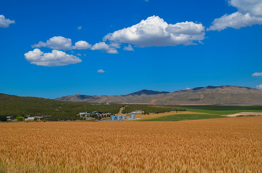 Wheat farm in western USA