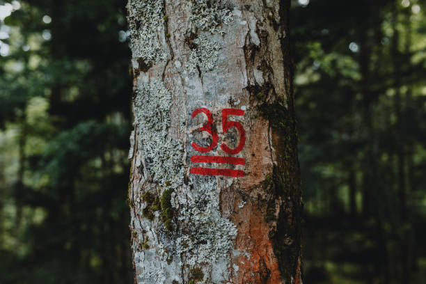istock Hiking Signs on Trees 1252521197