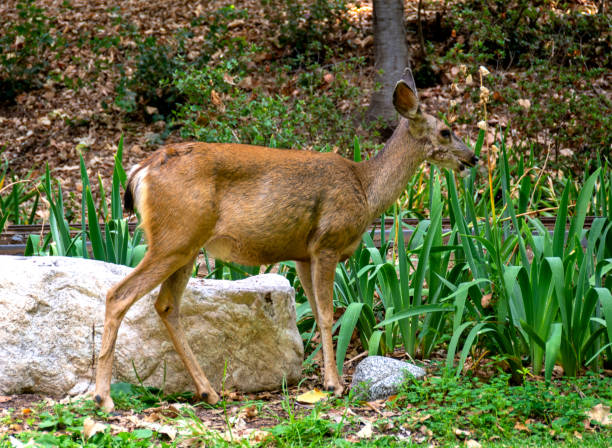 istock Deer Grazing in a Garden 1252533166