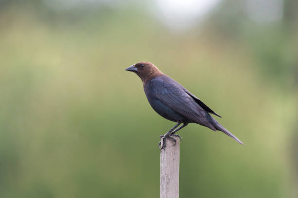 茶色の頭のカウバード - cowbird ストックフォトと画像