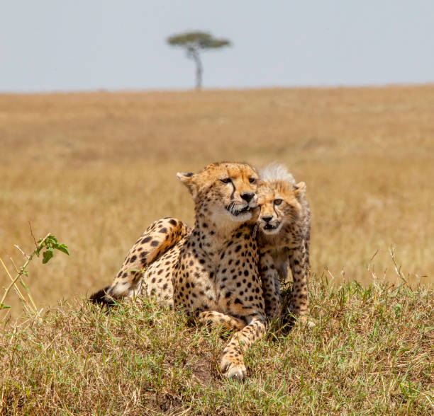 istock Cheetah and Cub Stock Photo 1252536879