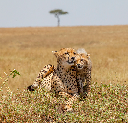 A mother Cheetah and her cub laying in the grass. Taken in Maasai Mara, Kenya