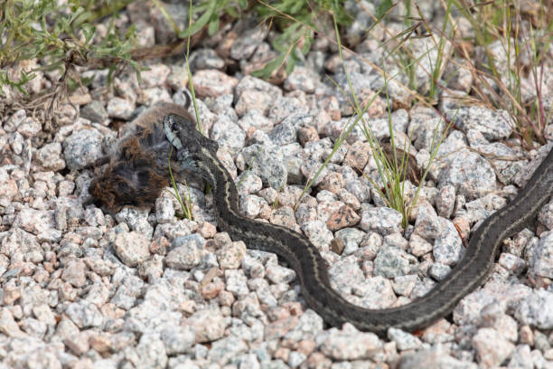 istock Western Terrestrial Garter Snake eat vole 1252537925