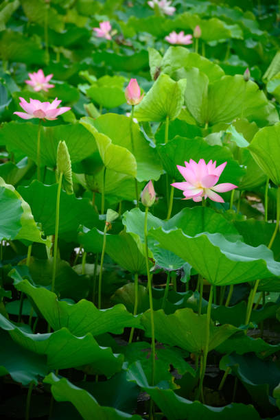 istock lotus flower in a pond vertical composition 1252537951