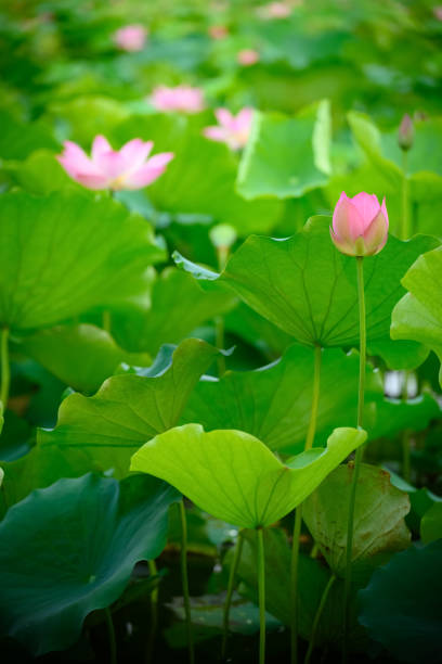 istock lotus flower in a pond vertical composition 1252537967