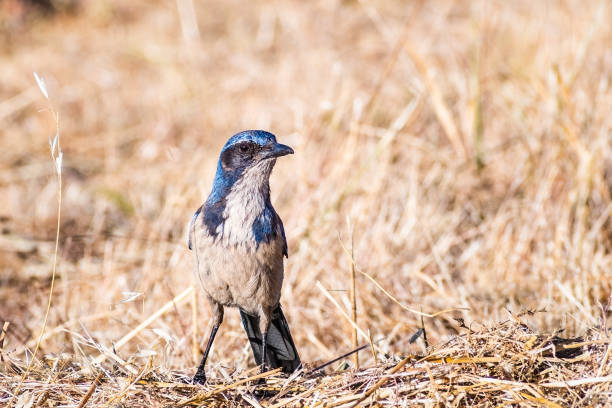 california scrub jay (aphelocoma californica) sur le sol, la recherche de nourriture sur l’herbe sèche, san francisco bay area, californie - dry white blue northern california photos et images de collection