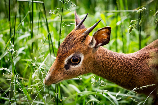 Portrait of male Kirk's dik-dik in high grass. His eye pupils are wide open in the darkness. It is one of the smallest species of antelope in the world.