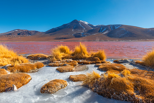 Shore of the Laguna Colorada (Red Lagoon) with Andes grass and ice in winter, Uyuni salt flat desert, Bolivia.