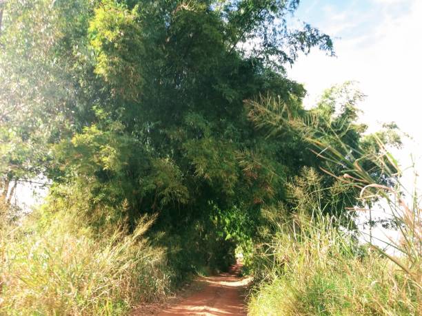 istock rural roads country life 1252563728
