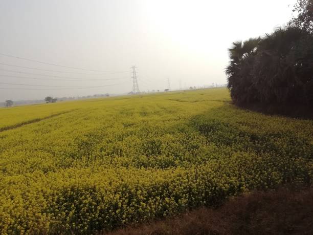 istock Bengal firm fild 1252564321