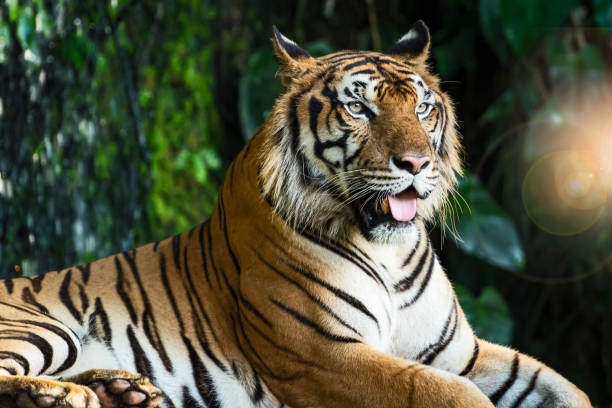 istock Tiger lying relax in the zoo. 1252565356