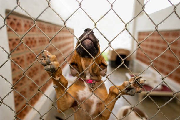 istock Dog Rescue Shelter Animal 1252566479