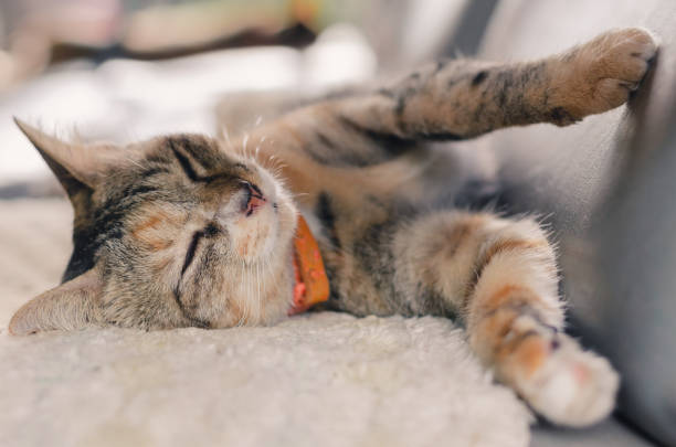 istock Adorable brown color domestic cat sleeping. 1252567483