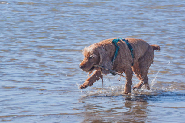 istock training game with dog pet. cocker spaniel pet brings the owner a stick on command from sea water on the beach. light ginger brown spaniel dog with wet fur in water 1252567845