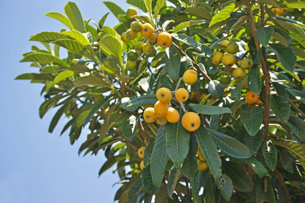 istock Fruit of the loquat 1252567942